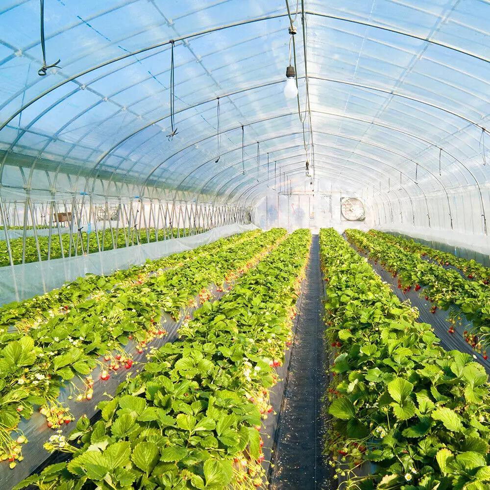 6 mil Greenhouse Plastic Film Sheeting Cover Large Size 100ft 50ft 40ft Length Available UV Resistant Clear Polyethylene Film